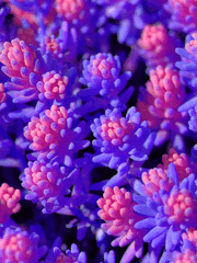 달러구트 꿈 백화점_뜰팁 (휴재)