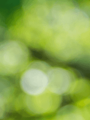 Green, 여름에 대하여.