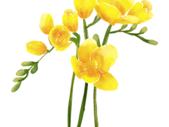 3월의 프리지아