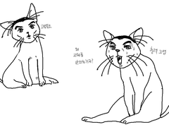 최동오 고양이