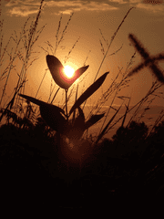 佳約 - [적도적/해초] 가약 3부