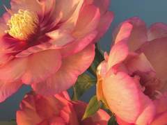 [화산귀환/청명윤종] 만개화