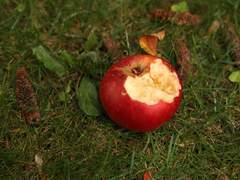 코나투스는 이렇게 말했다