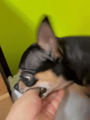 더블크로스 배포 자료