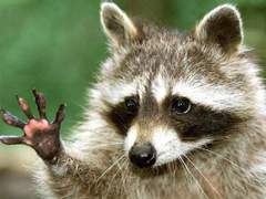 너구리 공지한다.