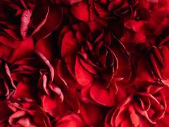 05# 𝚂𝙴𝙲𝚁𝙴𝚃