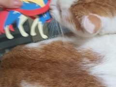 고양이는 검왕을 찢어