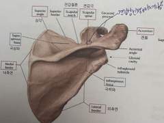 [해부학&침구학] 알짜배기 of 알짜배기 - 3) 견부