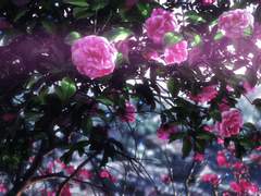 원신 드림주 • 리월 편