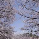 호사가 : 호희가 사진찍는 집