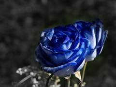 아르모데/불명/XY/마피아