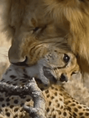 [데못죽] 테스타의 치타