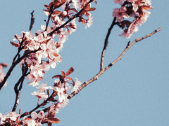 [화산귀환 드림] 오늘부터 도사 9화