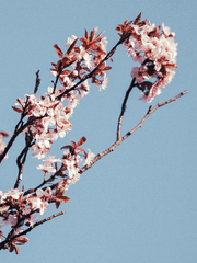 [화산귀환 드림] 오늘부터 도사