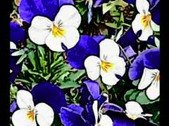 [스파루치ts] 기억상실