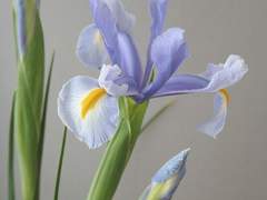 우리 동네 꽃집에는 사랑을 팔아요_20