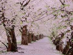 {깽뀨} 잃어버린 봄 -1