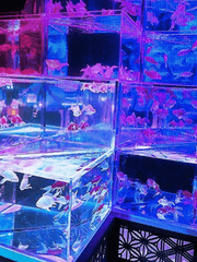 𝐀𝐦𝐩𝐫𝐮𝐥𝐞 𝟏