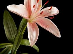 붉게 물들어버린 백합한송이