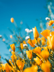 [대만태섭] 파랑과 여름