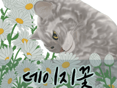 [소재] 오늘은 무슨 데이지 꽃 :)