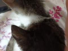 그 외에 버림받은것들