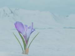 붉은 별, 푸른 꽃 上