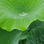 연꽃잎