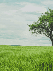 그 연리목에는 꽃이 피지 않는다