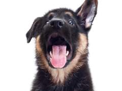 [대만태섭] 대만이네 강아지 탄이