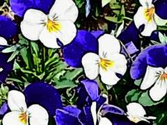 썰 [스파루치ts] 기억상실