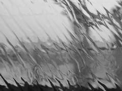 우성명헌 느와르au 사자와 호랑이 6.5