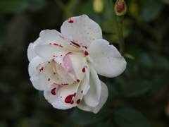 심연(深淵) 中下