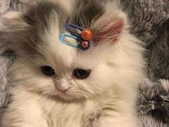 저... 저도 염치는 있죠 +