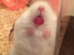 내 행복은 불꽃 같고 가끔 햄스터 같으니까요