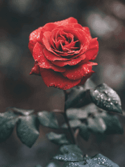 [SanghaeXRose] 정황도 경황도 잊은 채