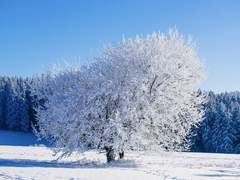 [로시밀레] 차가운 숨