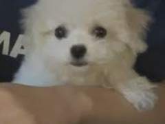 엔시티 나페스 추천 에센셜3