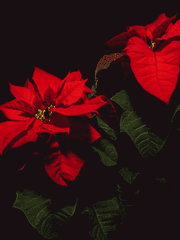 몽상 속의 사상