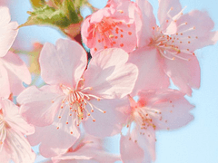 복사꽃 마을에 찾아온 늦은 봄 上