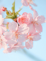 晚春 : 복사꽃 마을에 찾아온 늦은 봄