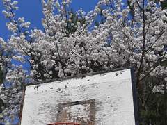 벚꽃과 농구 골대