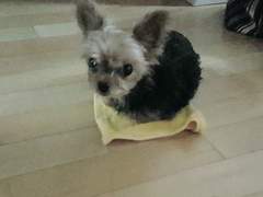 콘주 전신 커미션