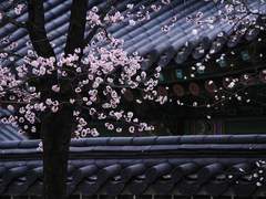 백년가약 百年佳約 05