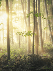 the forest 게시판