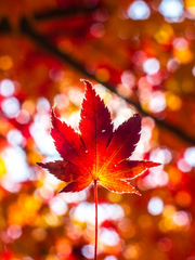 메이플 월드의 해적