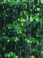 여우가 시집가는 날