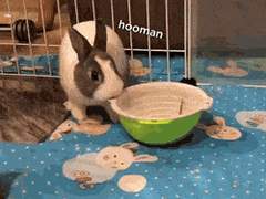 데망궁! 내가 유기농 당근 사오라고 했잖아!