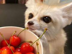 제 여친은 사막여우입니다🥵ver. 미야 아츠무