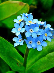 For flowers to bloom